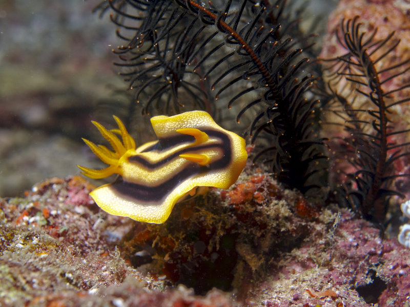 Nudibranch, St. Christopher Wreck